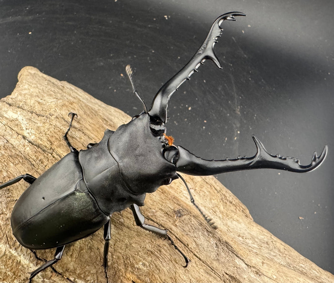 《ギラファノコギリ亜種ケイスケ 109mm ペア》