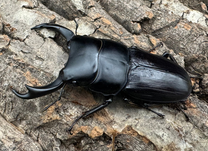 【WD】《ミンダナオパリーオオクワ  65mm ペア》