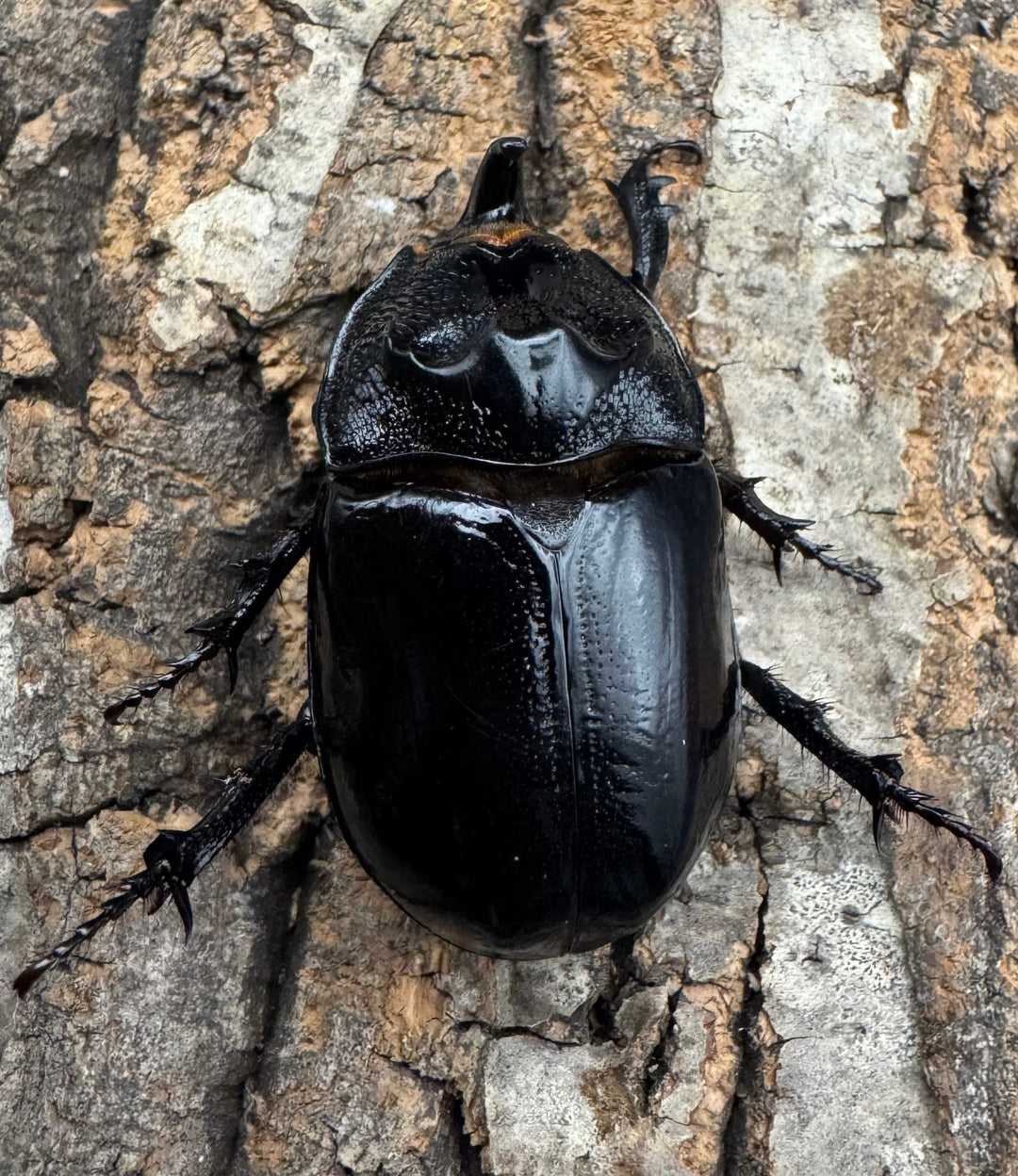 【WD】《オオツノメンガタカブト 59mm ペア》