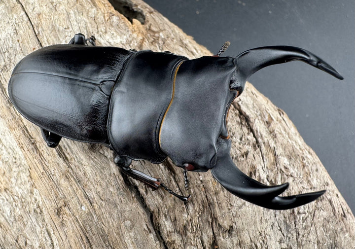 【赤目】《オオクワガタ レッドアイ 能勢産 65mm ペア》