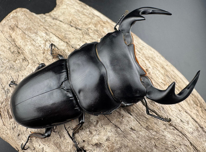 【WF1】《アンタエウスオオクワ カオバン産 76mm ペア》