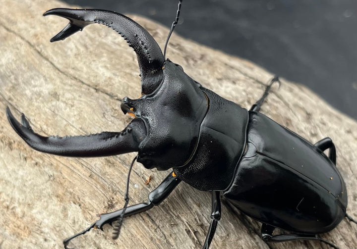 【WD】《ブケットフタマタクワガタ 77mm ペア》