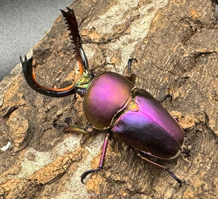 【美麗】《パプアキンイロクワガタ ペア》inohiro109氏ブリード個体