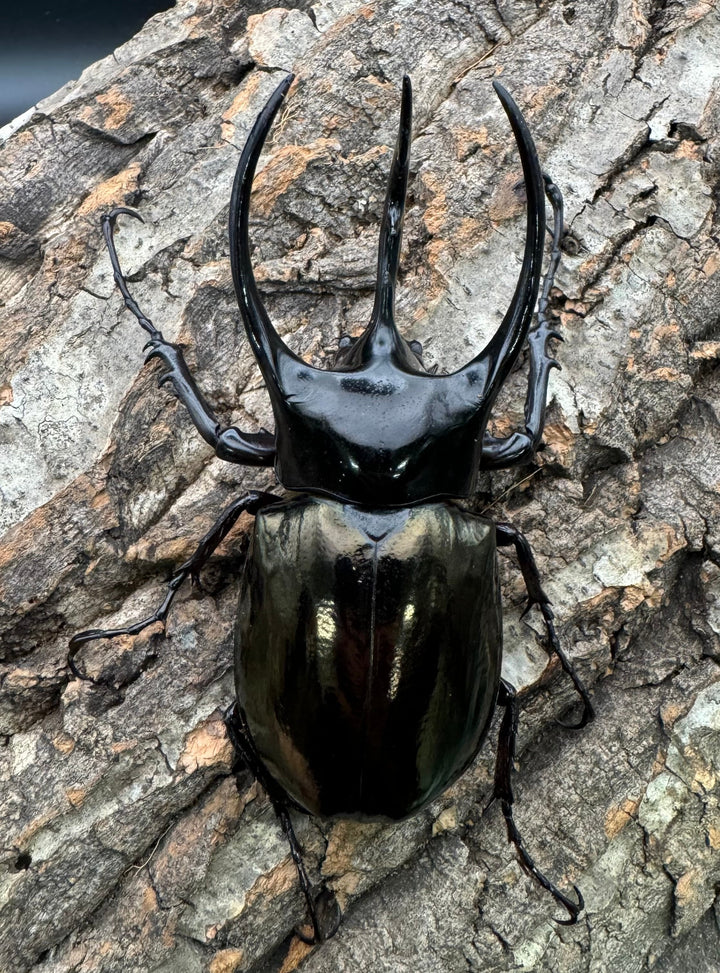 【WD】《ジャワコーカサスオオカブト 100.5mm ペア》