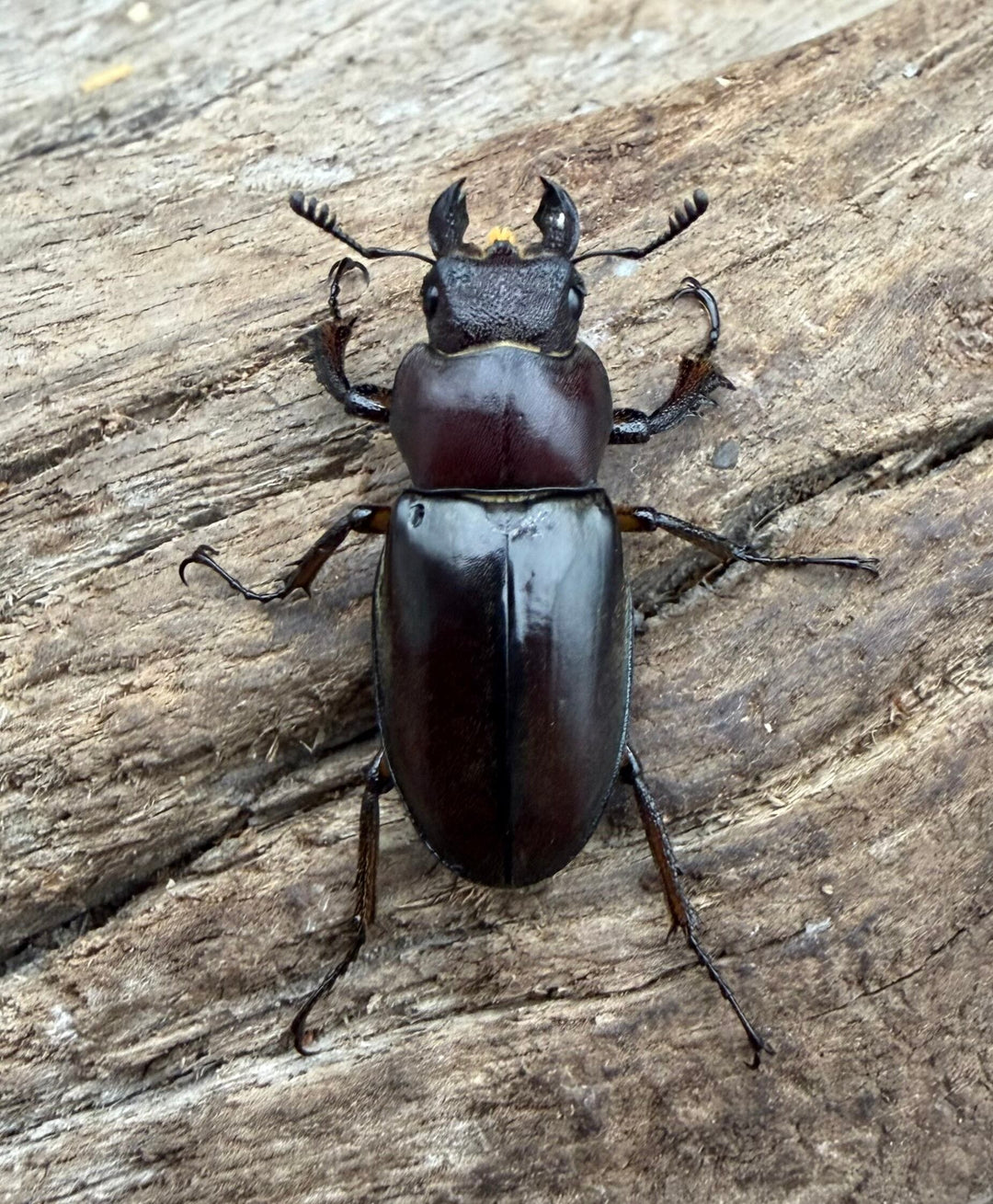 【WD】《ウーイーミヤマクワガタ 40mm ♂♀♀トリオ》