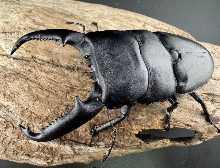 【WD】《パラワンオオヒラタ ガントン産 97mm ペア》