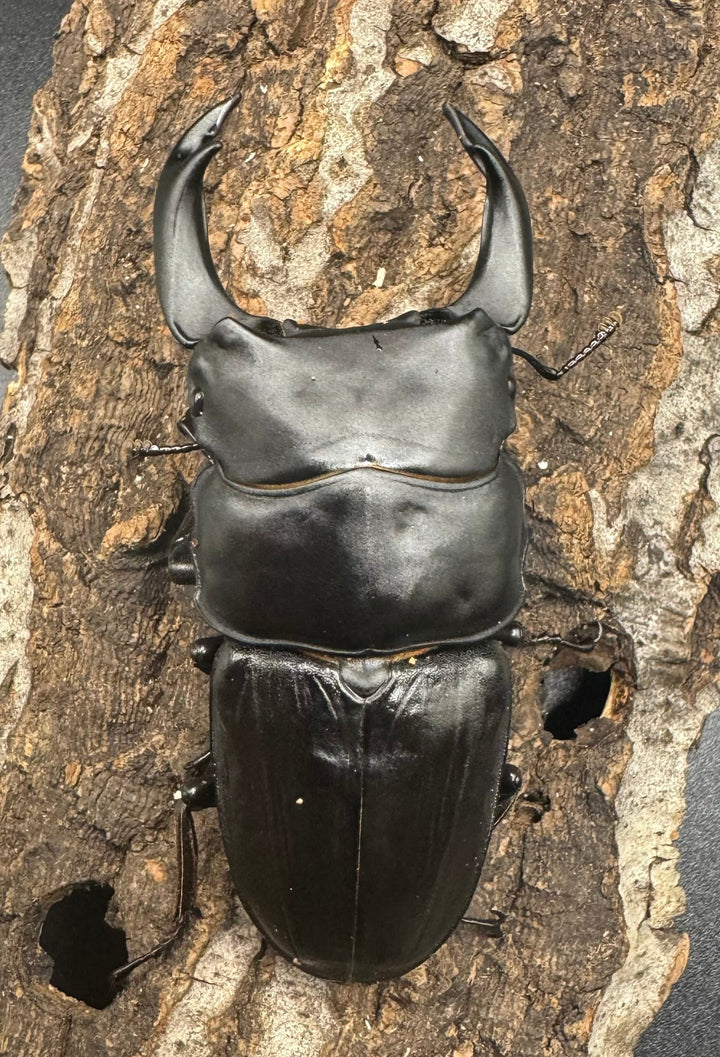 《オオクワガタ 川西血統 78mm ペア》ヒート氏ブリード個体