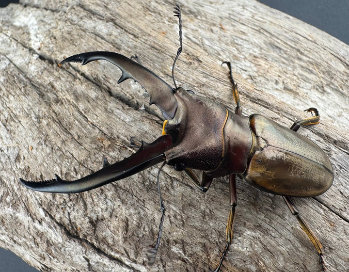 【WD】《モンタネルスホソアカクワガタ A’品ペア》