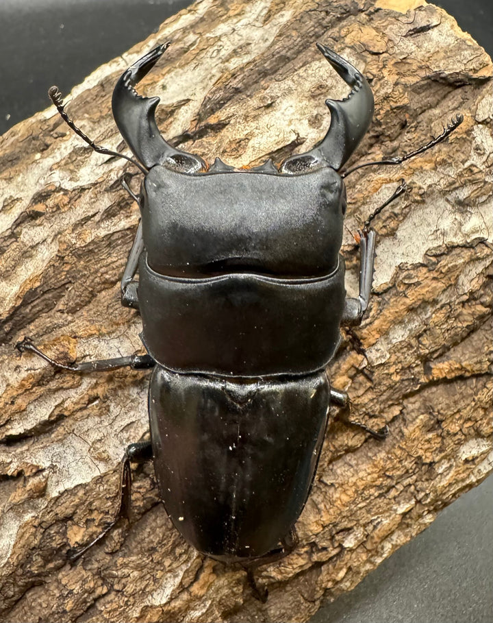 【WD】《東ジャワ産 ダイオウヒラタ 76mm ペア》