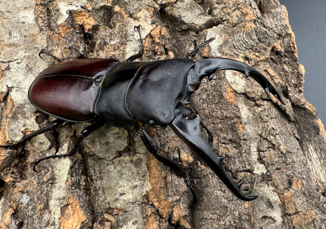 即ブリ《ダビソンフタマタ 77mm ♂♀♀♀♀セット》