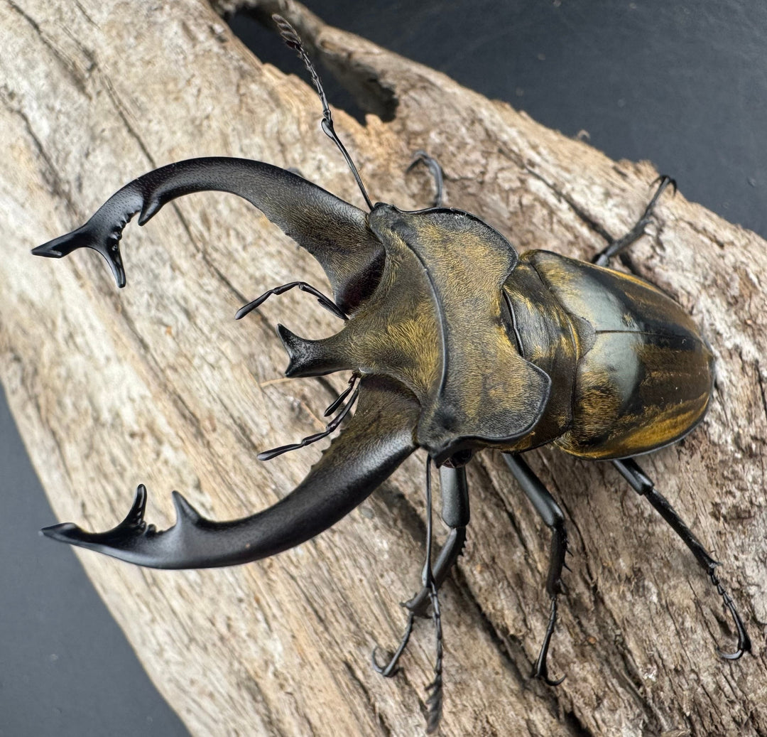 【WD】《チベットミヤマ亜種singularis 66mm ペア》