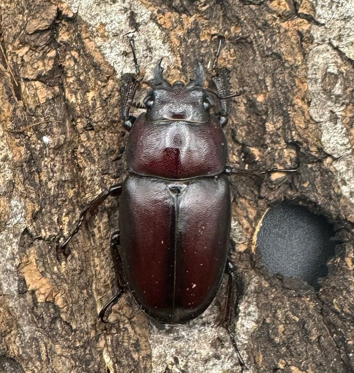 【WF1】《本土ノコギリクワガタ 八王子産 58mm ペア》