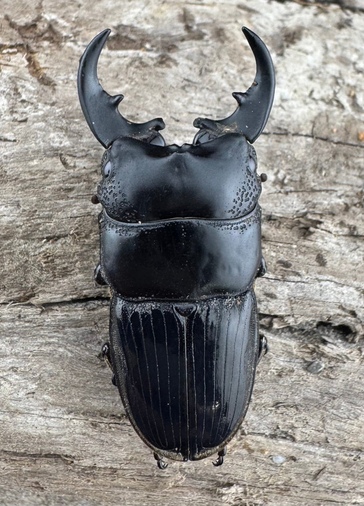 【WD】《フィリピンネブト亜種バンガイエンシス 34.5mm ペア》