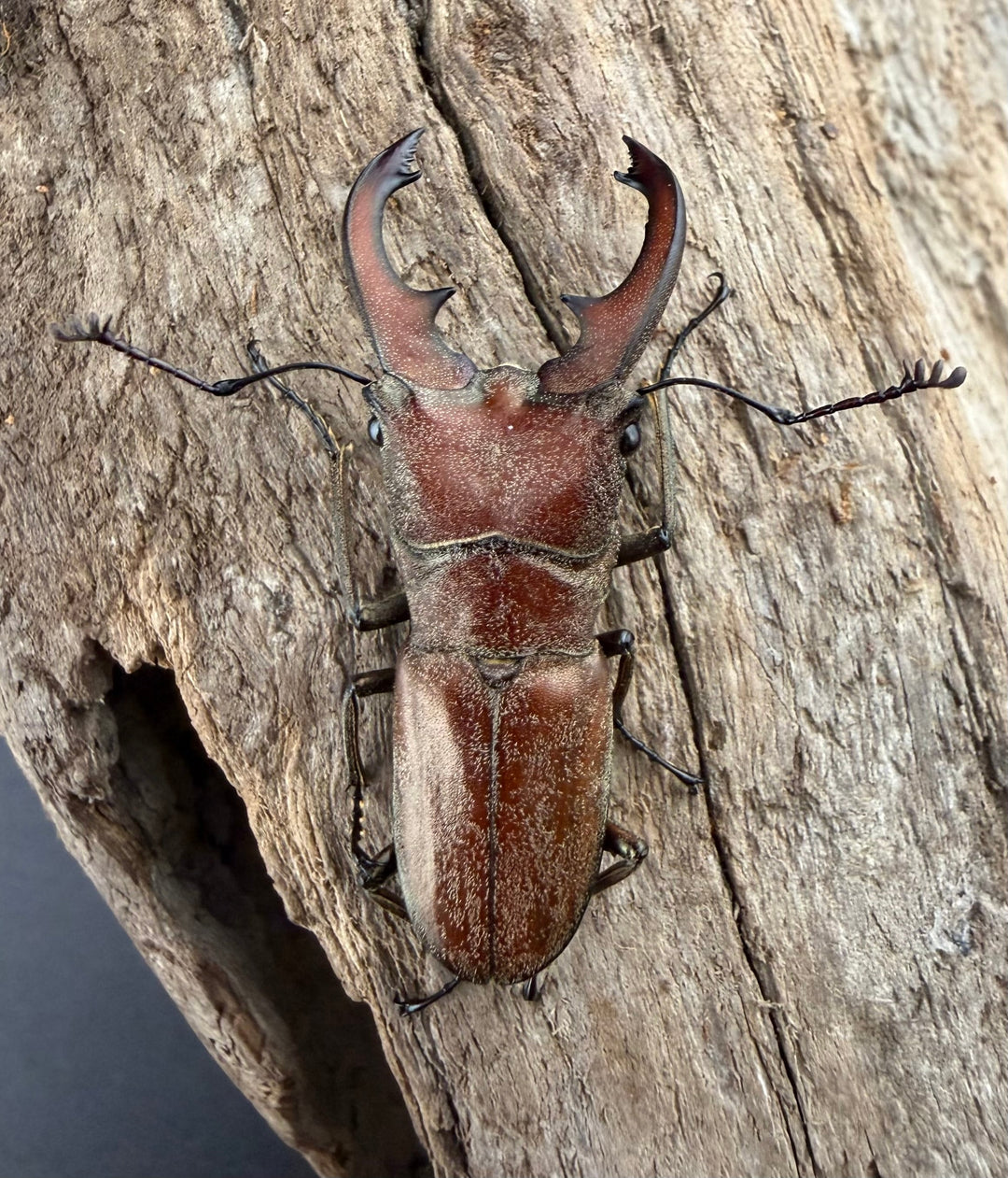 【WD】《スズムラホソアカ ロハス産 36mm ペア》