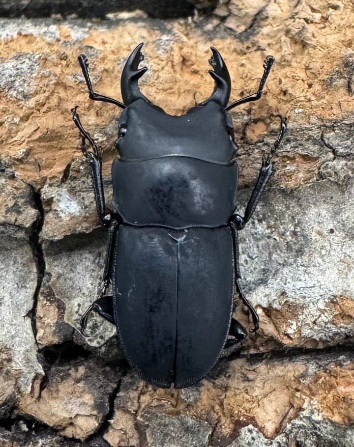 【WF2】《メタドルクス ロトゥンダトゥス 17.5mm ペア》