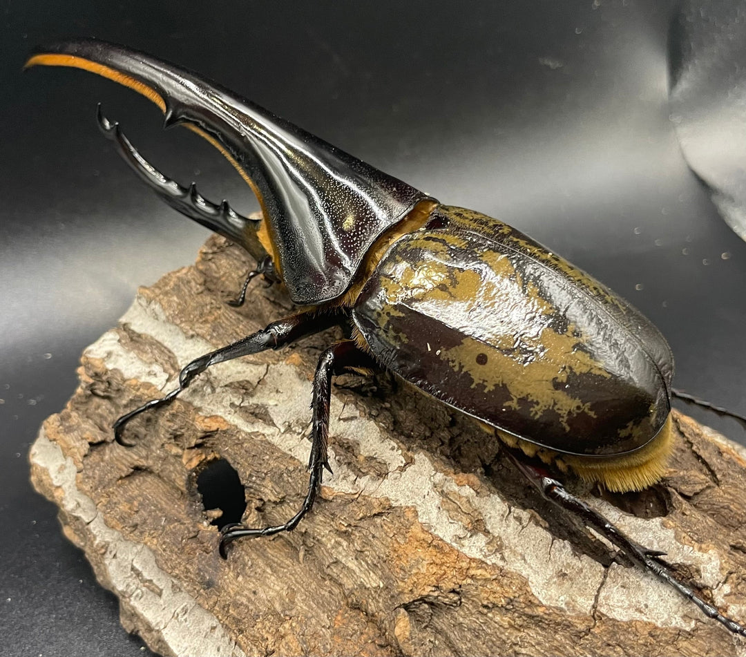 《ヘラクレス・ヘラクレス 143mm ペア》KING HERCULES氏ブリード個体