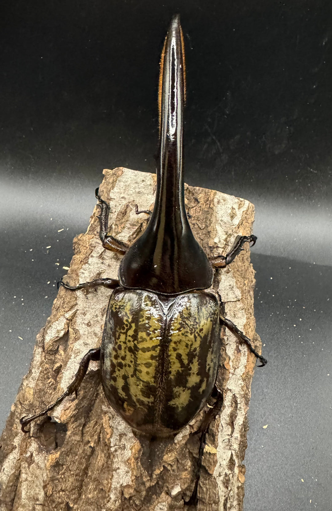 《ヘラクレス・ヘラクレス 148mm ペア》