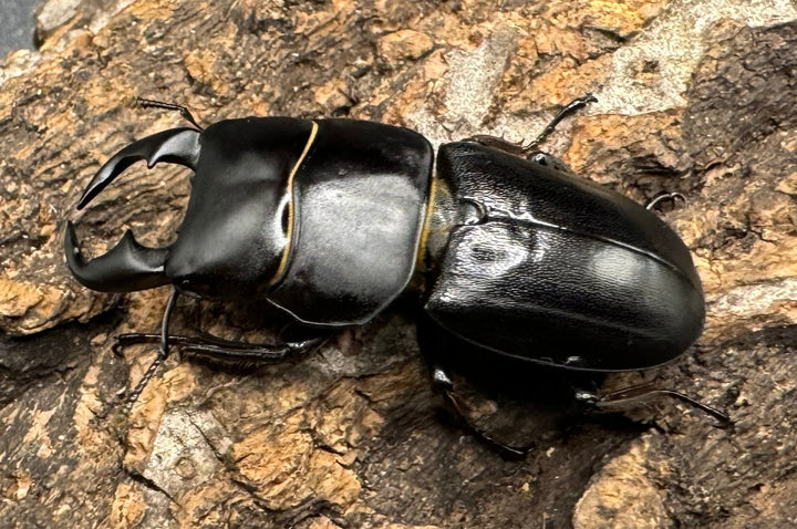 【WD】《ドルクス メンシウス 39mm ペア》