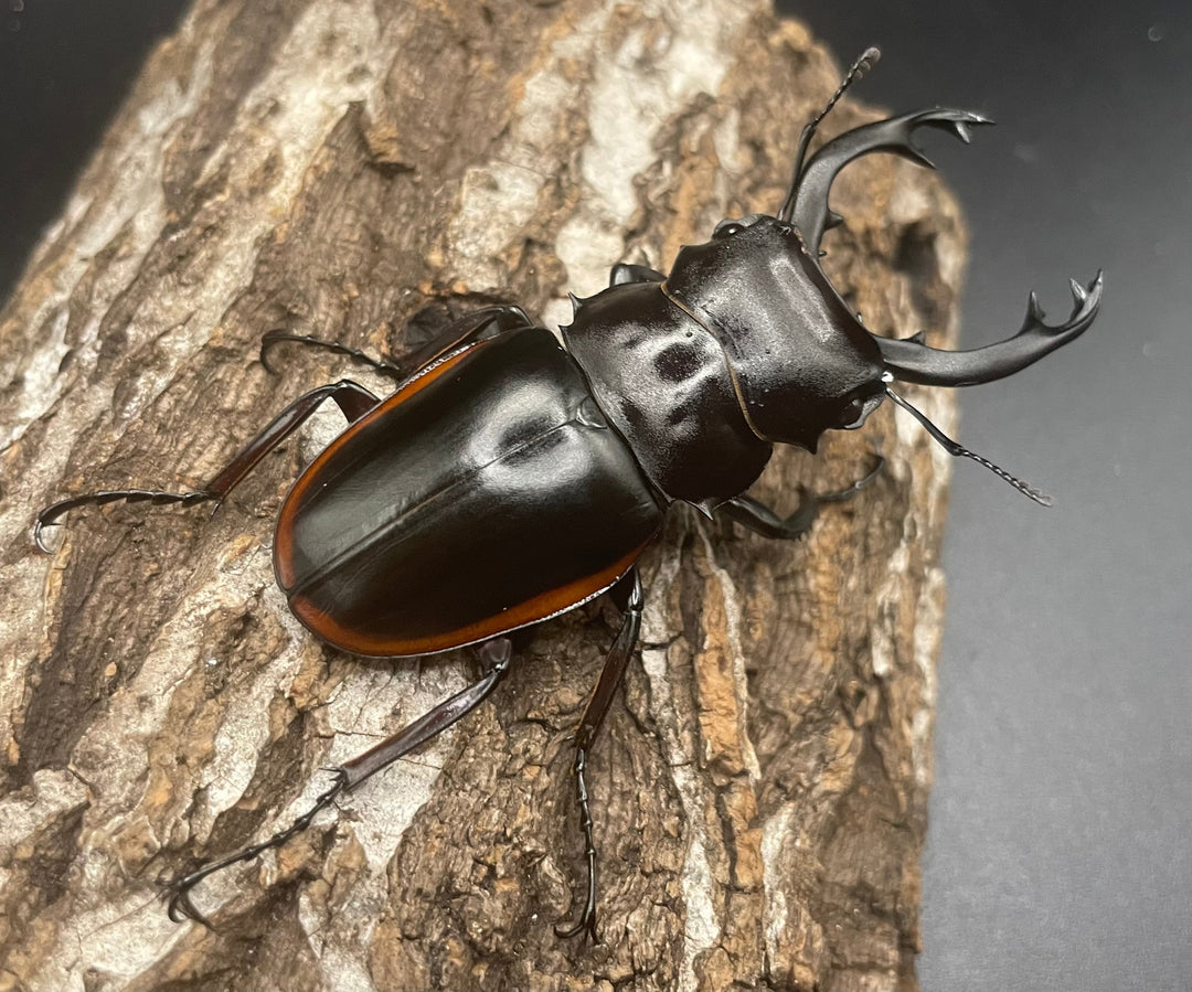 【WD】《クベラツヤクワガタ亜種sinensis 71mm ペア》