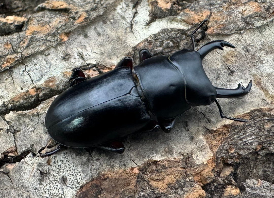 【WD】《アカアシクワガタ亜種chenpengi 遼寧省産 36mm ♂♀♀トリオ》
