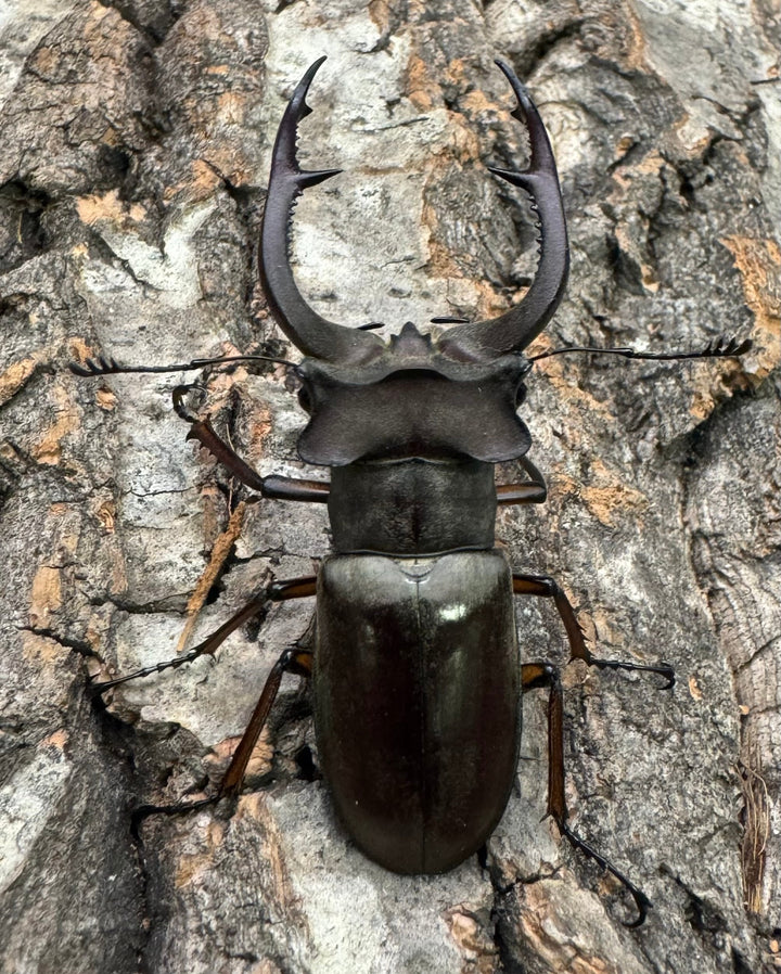 【WD】《クラーツミヤマ原名亜種 57mm ペア》