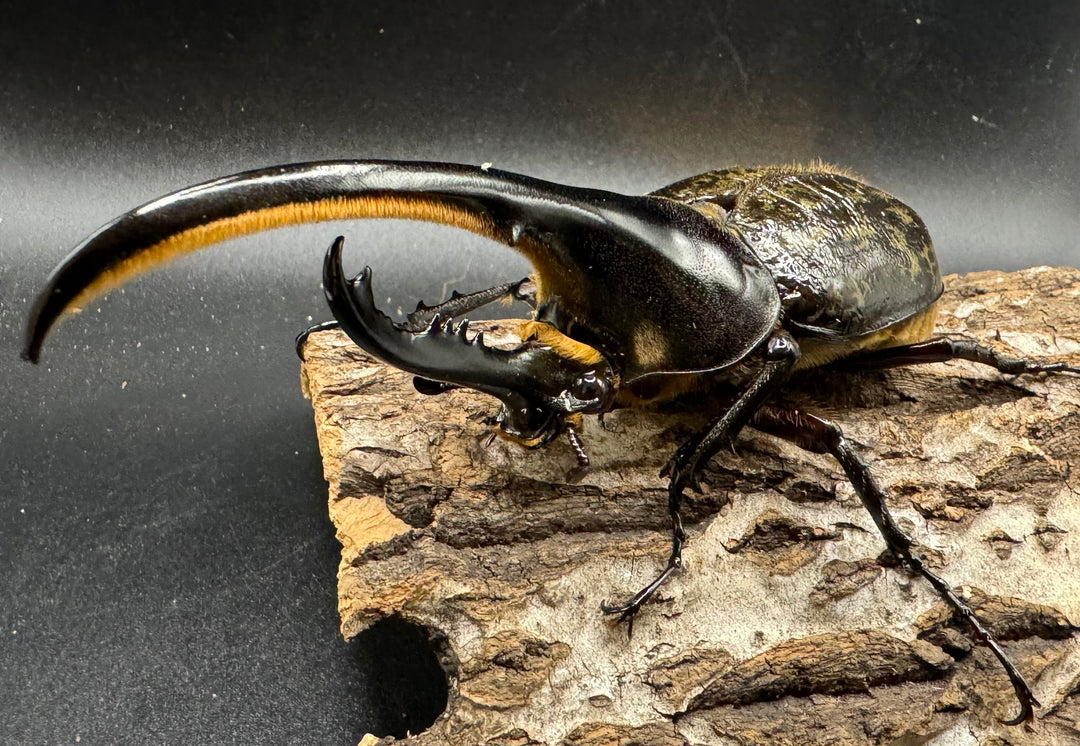 《ヘラクレス・ヘラクレス 126mm ペア》