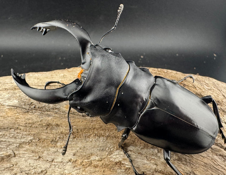 【WD】大型《アルケスツヤクワガタ 92mm ペア》