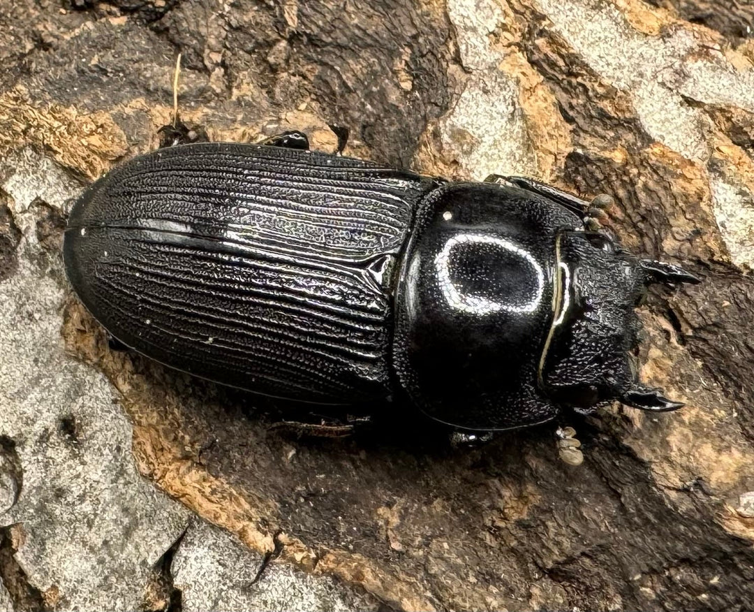 【WD】《ミンダナオパリーオオクワ  ペア》