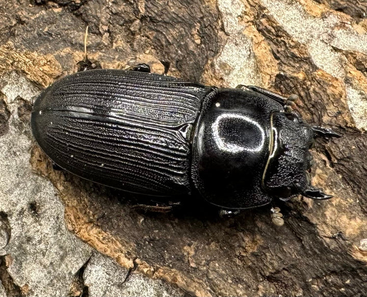 【WD】《ミンダナオパリーオオクワ  ペア》