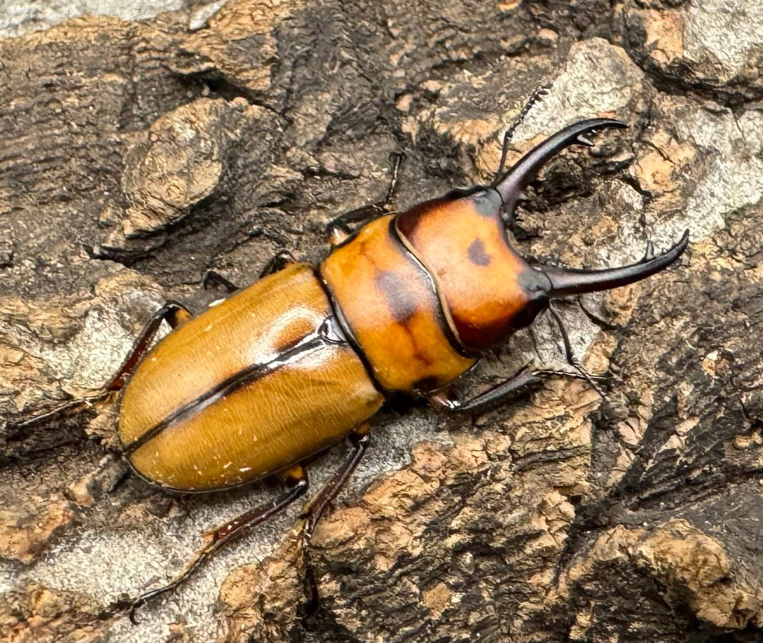 《ブルイジンノコギリ亜種ボーマンス ♂♀♀トリオ》