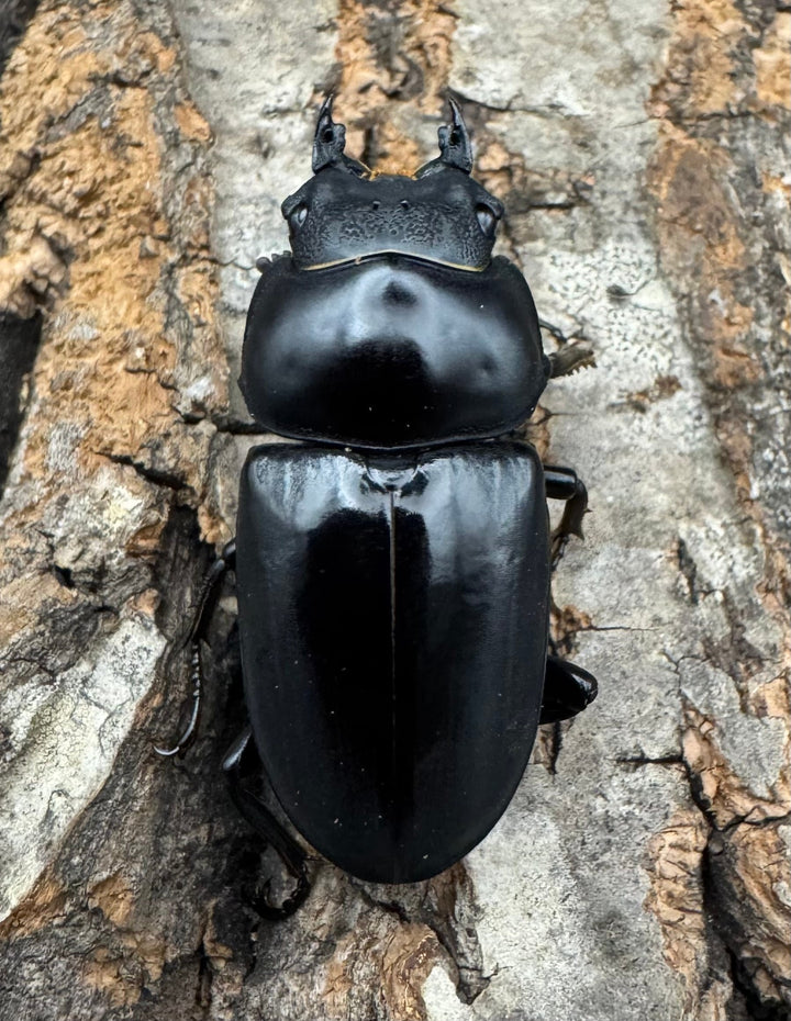 【WD】《セメノウコクワ 会東産 48mm ペア》