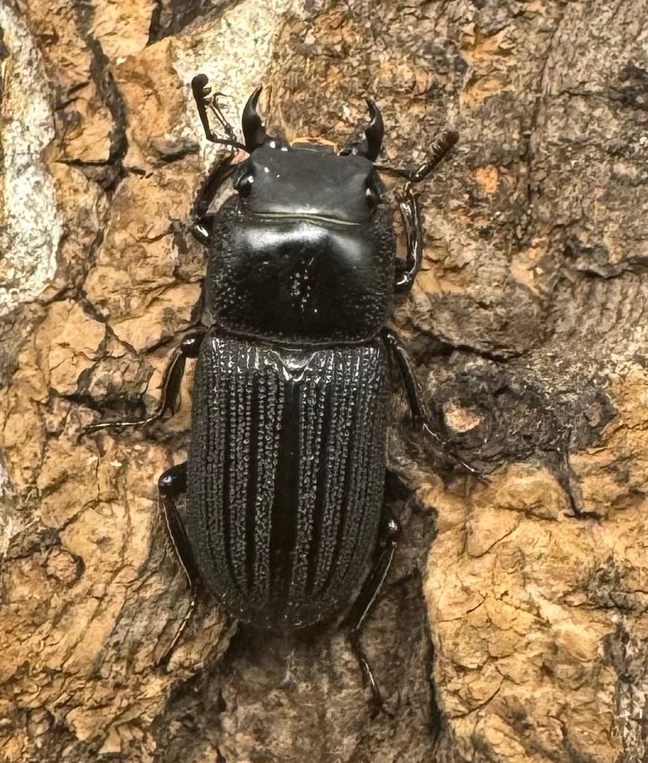 【WF1】《ドルクスミント Free ペア》