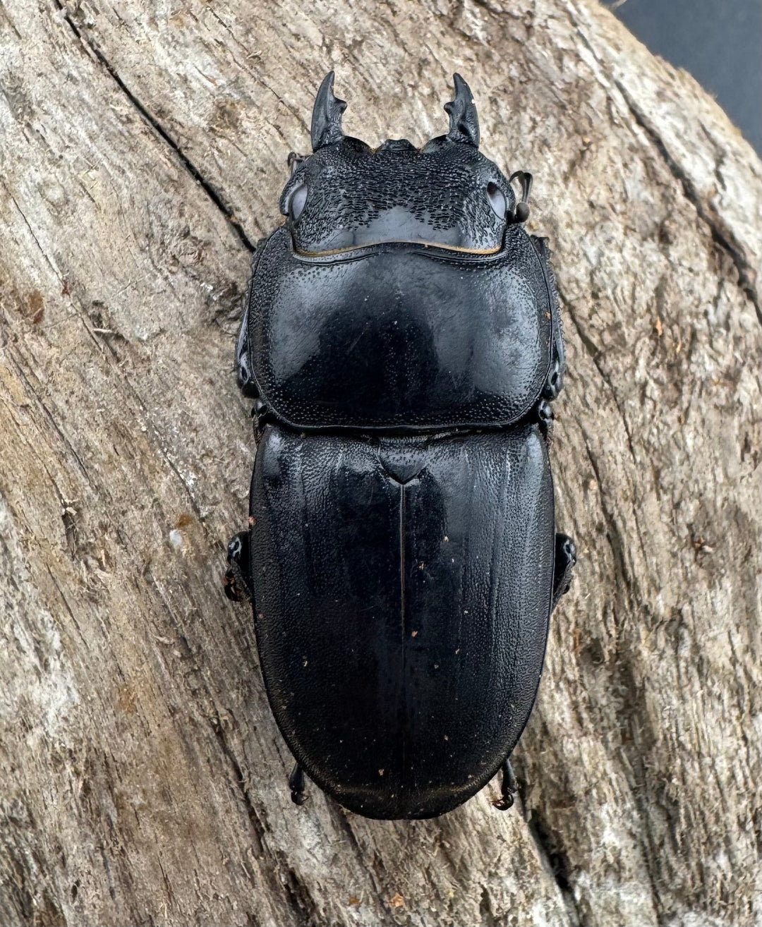 【WD】《ミンダナオヒラタ マラグサン産 90mm ペア》