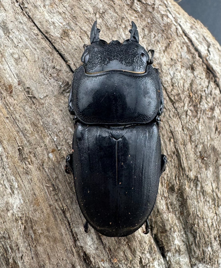 【WD】《ミンダナオヒラタ マラグサン産 90mm ペア》