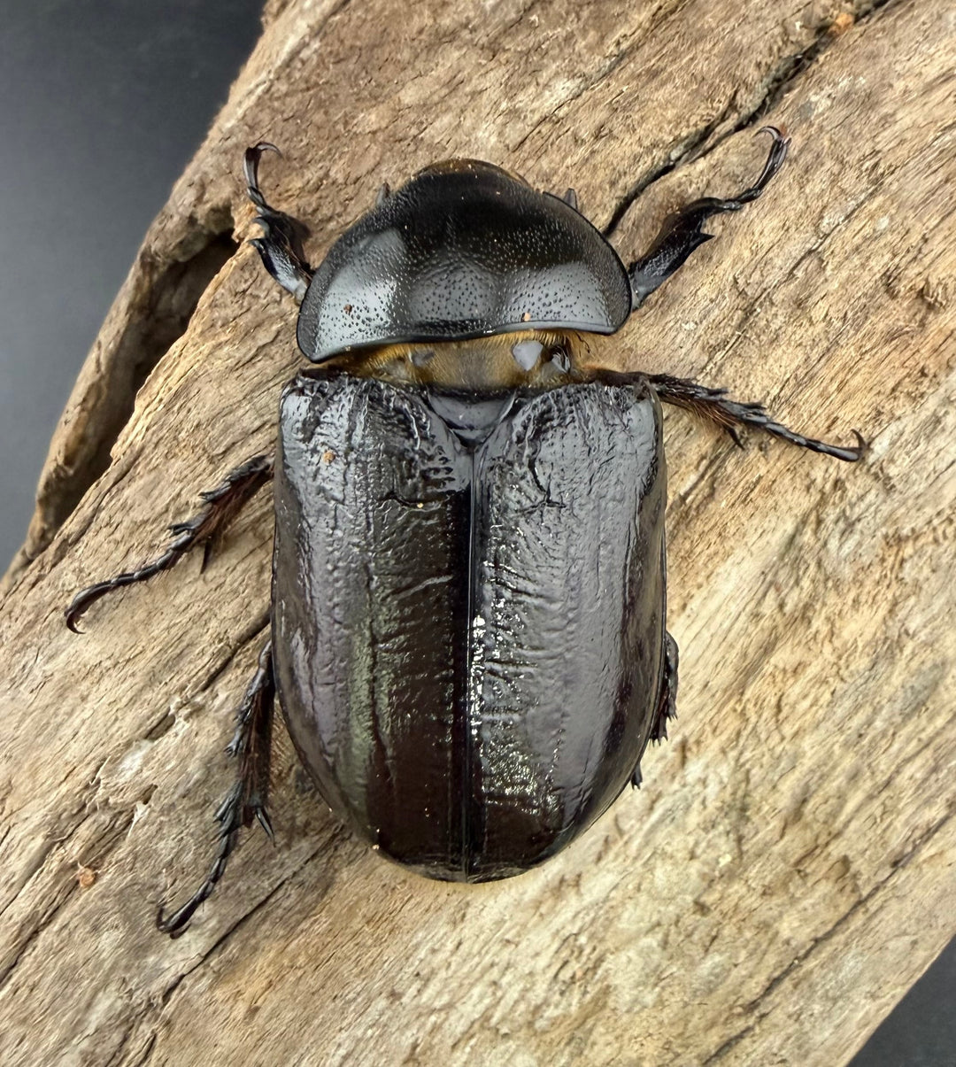 《ティティウスシロカブト 60.5mm ペア》