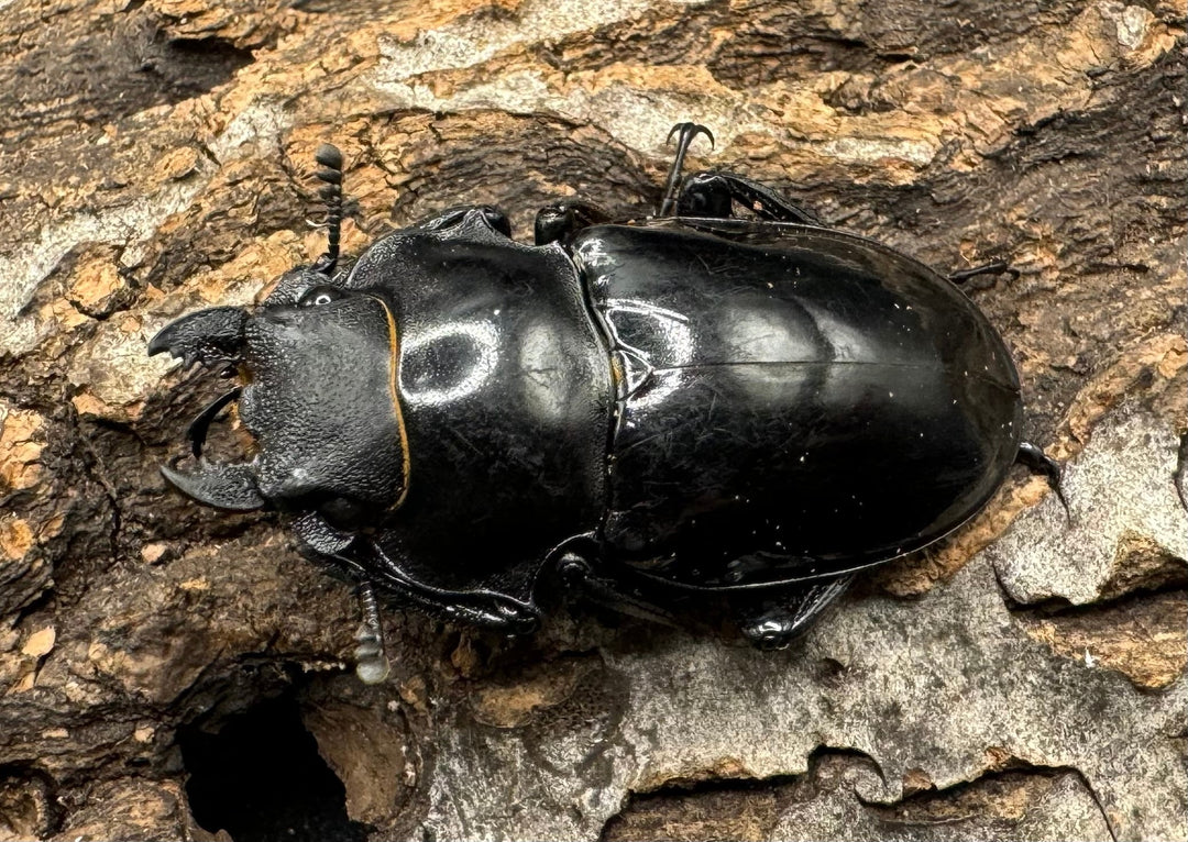 【WD】《インターメディアツヤクワガタ 89mm ペア》