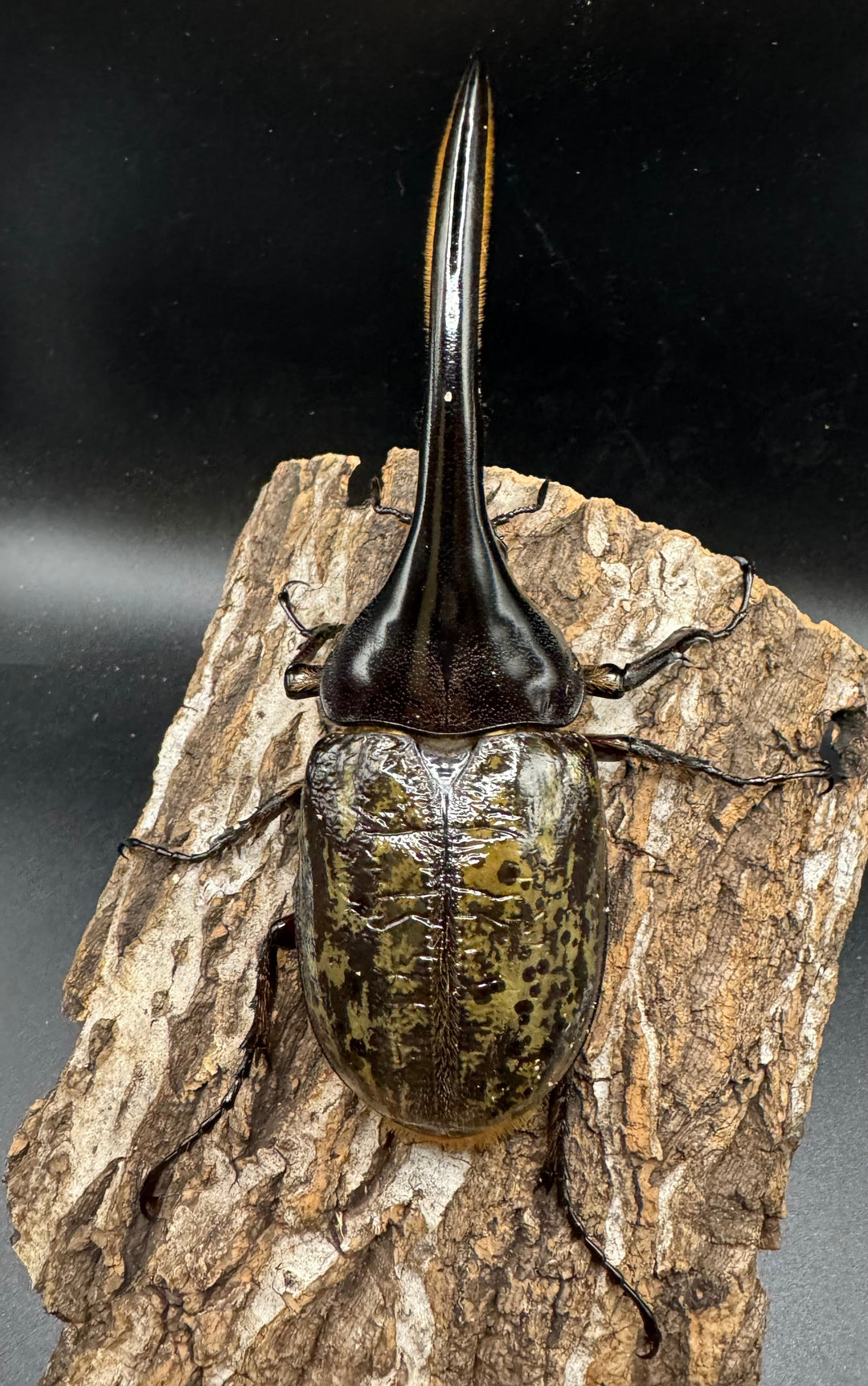 《ヘラクレス・ヘラクレス 126mm ペア》