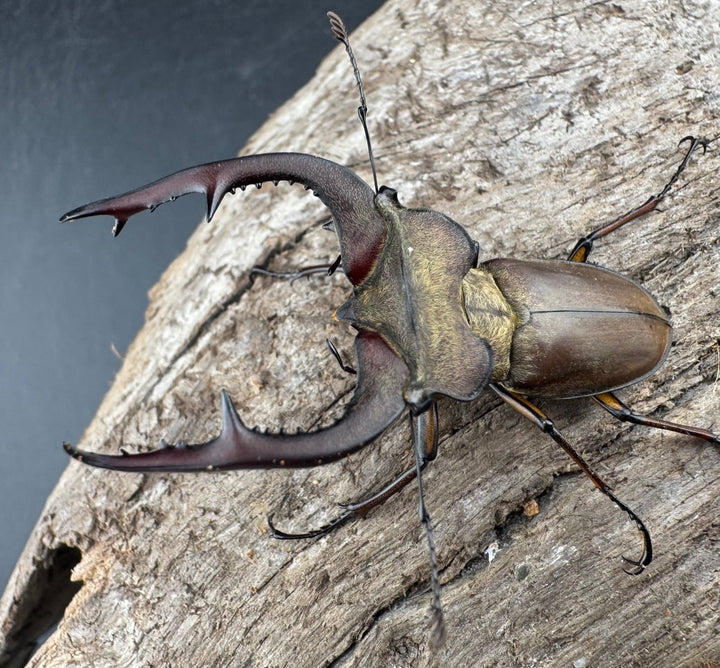 【WD】《フォルモサスミヤマクワガタ 50mm ペア》