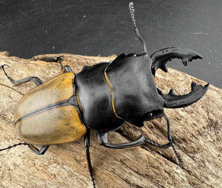 【WD】大型《カステルナウディツヤ 80mm A’品ペア》