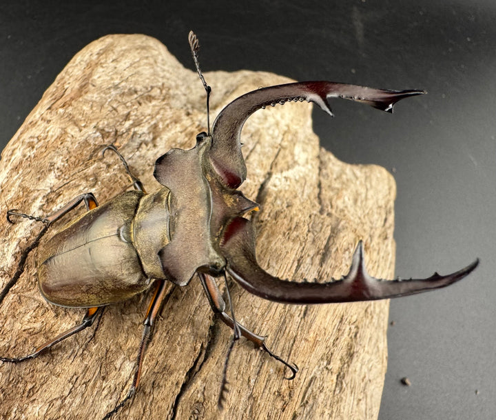 【WD】大型《クラーツミヤマ原名亜種 65mm ペア》①