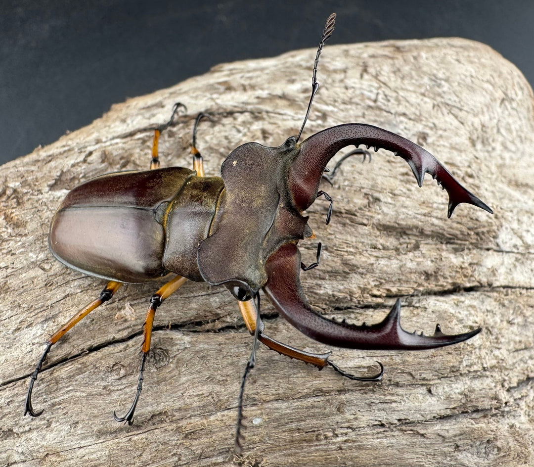 【WD】《フェアメイルミヤマ 雅安市産 55mm ペア》