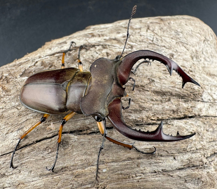 【WD】《フェアメイルミヤマ 雅安市産 55mm ペア》