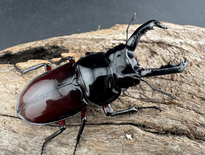 【WD】《オーベルチュールクロツヤシカ 50mm ペア》