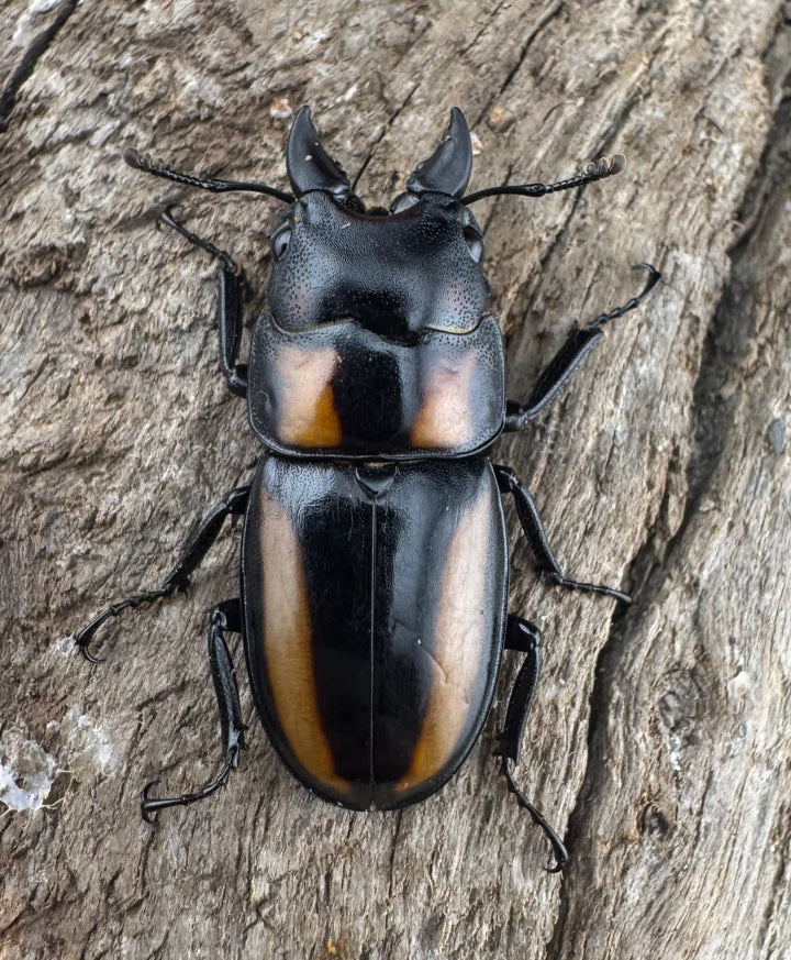 【WD】《ビプラギアトゥスノコギリ 海南省産 27.5mm ペア》