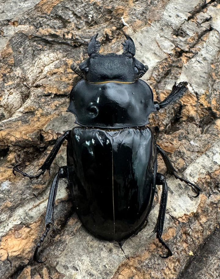 【WF1】《インターメディアツヤクワガタ 93mm B品ペア》