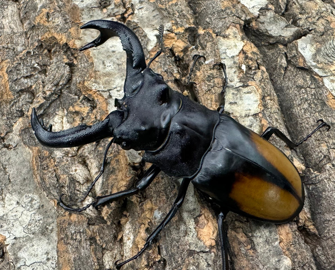 【WD】《セアカフタマタ 80mm ペア》