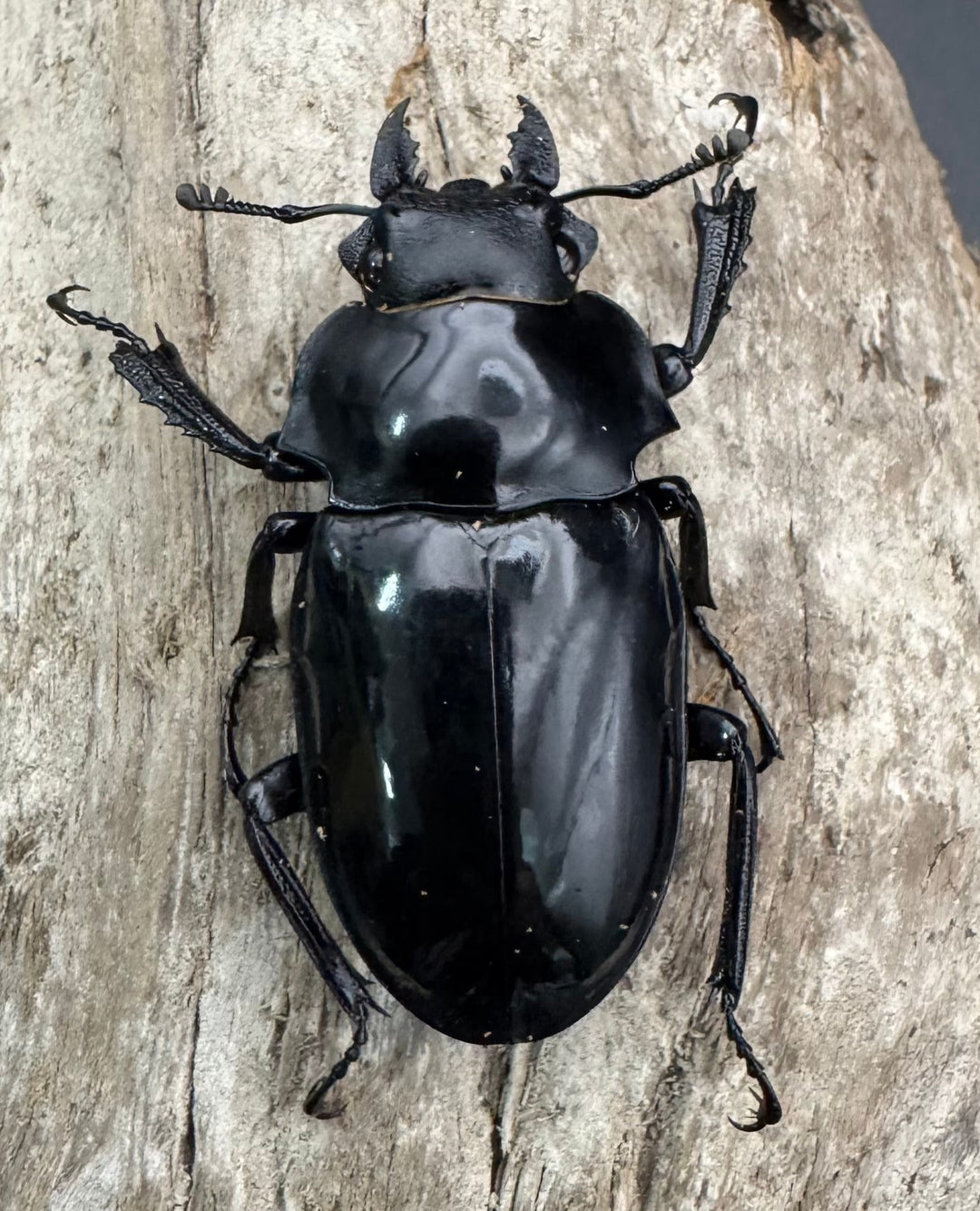 【WD】《ダールマンツヤクワガタ亜種celebensis 85.5mm ペア》