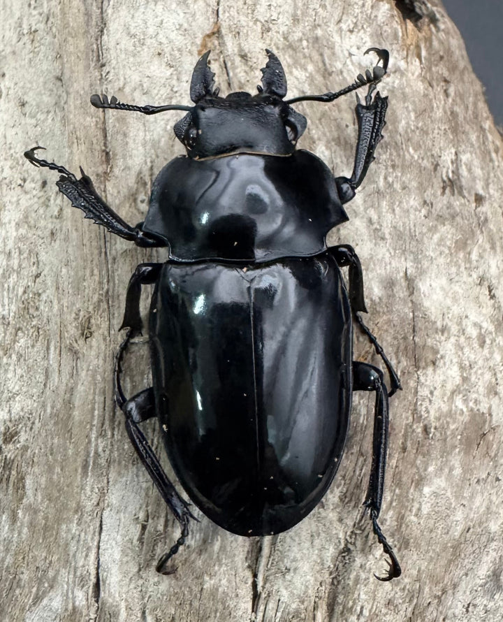 【WD】《ダールマンツヤクワガタ亜種celebensis 85.5mm ペア》