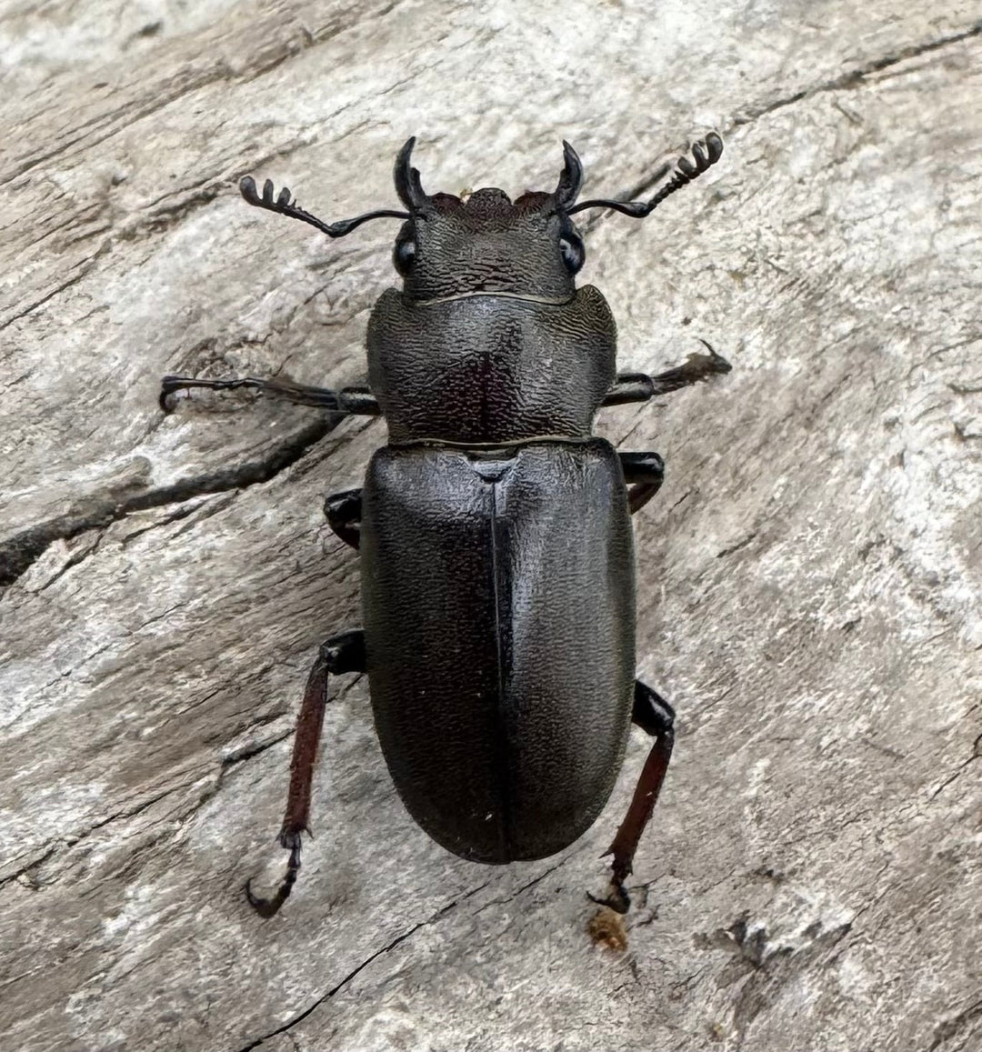 【WD】《メタリフェルホソアカ亜種finae 79mm ペア》