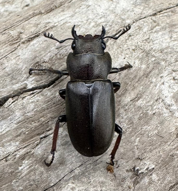 【WD】《メタリフェルホソアカ亜種finae 79mm ペア》